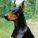Dobermann_UA